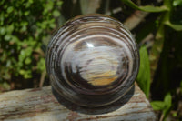 Polished Podocarpus Petrified Wood Sphere x 1 From Mahajanga, Madagascar - Toprock Gemstones and Minerals