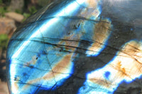 Polished Labradorite Standing Free Form x 1 From Tulear, Madagascar - Toprock Gemstones and Minerals