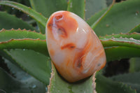 Polished Carnelian Standing Free Forms x 4 From Madagascar - Toprock Gemstones and Minerals