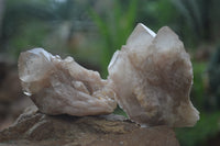 Natural Smokey Phantom Quartz Clusters x 6 From Luena, Congo - Toprock Gemstones and Minerals