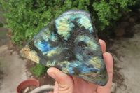 Polished Labradorite Standing Free Forms x 2 From Tulear, Madagascar - Toprock Gemstones and Minerals