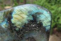 Polished Labradorite Standing Free Forms x 2 From Tulear, Madagascar - Toprock Gemstones and Minerals