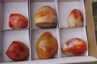 Polished Carnelian Standing Free Forms x 6 From Madagascar - Toprock Gemstones and Minerals
