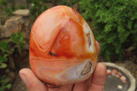 Polished Carnelian Standing Free Forms x 6 From Madagascar - Toprock Gemstones and Minerals