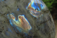 Polished Labradorite Standing Free Forms x 2 From Tulear, Madagascar - Toprock Gemstones and Minerals