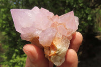 Natural Ametrine Spirit Quartz Clusters x 6 From Boekenhouthoek, South Africa - Toprock Gemstones and Minerals