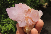 Natural Ametrine Spirit Quartz Clusters x 6 From Boekenhouthoek, South Africa - Toprock Gemstones and Minerals