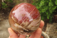 Polished Red Podocarpus Petrified Wood Eggs & Spheres x 4 From Madagascar - Toprock Gemstones and Minerals