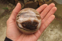Polished Red Podocarpus Petrified Wood Eggs & Spheres x 4 From Madagascar - Toprock Gemstones and Minerals