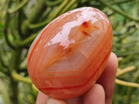 Polished Red Agate Gemstone Eggs - Sold Per Item - From Brazil - Toprock Gemstones and Minerals