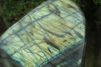 Polished Labradorite Standing Free Form x 1 From Tulear, Madagascar - Toprock Gemstones and Minerals