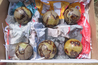 Polished Septerye Spheres x 6 From Mahajanga, Madagascar - Toprock Gemstones and Minerals