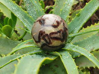 Polished Septerye Spheres x 6 From Mahajanga, Madagascar - Toprock Gemstones and Minerals