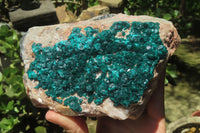Natural Dioptase Cabinet Specimen x 1 From Brazzaville, Congo - Toprock Gemstones and Minerals