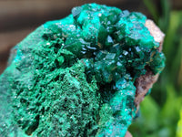 Natural Dioptase Cabinet Specimen x 1 From Congo - Toprock Gemstones and Minerals