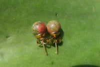 Polished Pair of Unakite Stud Earrings - Sold per Pair - From South Africa - Toprock Gemstones and Minerals
