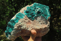 Natural Dioptase Cabinet Specimen x 1 From Congo - Toprock Gemstones and Minerals