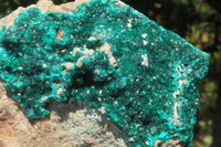 Natural Dioptase Cabinet Specimen x 1 From Congo - Toprock Gemstones and Minerals