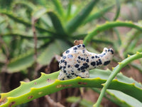 Polished Mixed Set Of 12 Gemstone Dolphin Pendants - Sold Per Box - From Southern Africa - Toprock Gemstones and Minerals