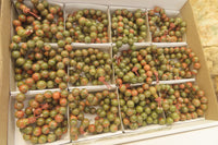 Polished Unakite Beaded Stretch Buddha Bracelet - Sold Per Item - From South Africa - Toprock Gemstones and Minerals