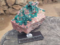 Natural Dioptase Cabinet Specimen x 1 From Reneville Brazzaville, Congo - Toprock Gemstones and Minerals