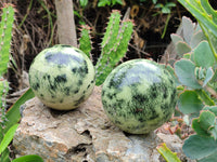 Polished Leopard Stone Spheres x 2 From Nyanga, Zimbabwe - Toprock Gemstones and Minerals