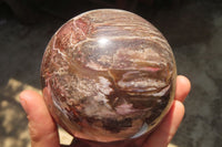 Polished Podocarpus Petrified Wood Sphere x 1 From Mahajanga, Madagascar - Toprock Gemstones and Minerals