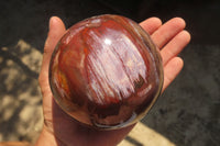 Polished Podocarpus Petrified Wood Sphere x 1 From Mahajanga, Madagascar - Toprock Gemstones and Minerals