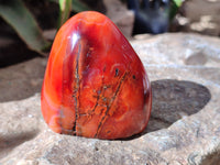 Polished Carnelian Standing Free Forms x 6 From Madagascar - Toprock Gemstones and Minerals