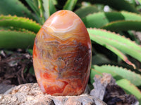 Polished Carnelian Standing Free Forms x 6 From Madagascar - Toprock Gemstones and Minerals