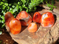 Polished Carnelian Standing Free Forms x 6 From Madagascar - Toprock Gemstones and Minerals