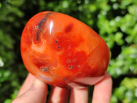 Polished Carnelian Standing Free Forms x 6 From Madagascar - Toprock Gemstones and Minerals