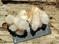Natural Cactus Spirit Quartz Clusters x 6 From Boekenhouthoek, South Africa - Toprock Gemstones and Minerals