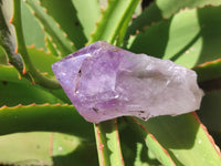Natural Jacaranda Amethyst Quartz Crystals x 12 from Mumbwa, Zambia - Toprock Gemstones and Minerals
