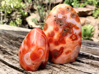 Polished Carnelian Standing Free Forms x 5 From Madagascar - Toprock Gemstones and Minerals