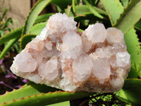 Natural Cactus Flower Spirit Quartz Cluster x 1 From Boekenhouthoek, South Africa - Toprock Gemstones and Minerals