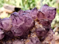 Natural Dark Amethyst Spirit Quartz Cluster x 1 From Boekenhouthoek, South Africa - Toprock Gemstones and Minerals