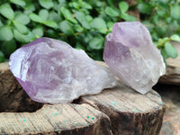 Natural Jacaranda Amethyst Single Quartz Crystals x 24 from Mumbwa, Zambia - Toprock Gemstones and Minerals