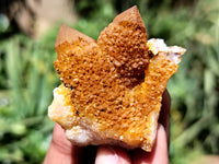 Natural Golden Solar Spirit Quartz Clusters x 35 From Boekenhouthoek, South Africa - Toprock Gemstones and Minerals