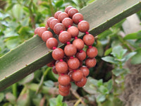 Hand Made Mixed Stone Bead Necklaces x 6 From South Africa - Toprock Gemstones and Minerals