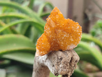 Natural Golden Solar Spirit Quartz Clusters x 35 From Boekenhouthoek, South Africa - Toprock Gemstones and Minerals