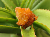 Natural Golden Solar Spirit Quartz Clusters x 35 From Boekenhouthoek, South Africa - Toprock Gemstones and Minerals