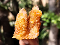 Natural Golden Solar Spirit Quartz Clusters x 12 From Boekenhouthoek, South Africa - Toprock Gemstones and Minerals