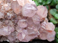 Natural Lilac Amethyst Spirit Quartz Cluster x 1 From Boekenhouthoek, South Africa - Toprock Gemstones and Minerals