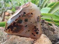 Polished on One Side Dendritic Agate Nodules x 2 From Madagascar - Toprock Gemstones and Minerals