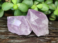 Natural Jacaranda Amethyst Quartz Crystals x 24 From Mumbwa, Zambia - Toprock Gemstones and Minerals