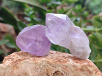 Natural Jacaranda Amethyst Quartz Crystals x 24 From Mumbwa, Zambia - Toprock Gemstones and Minerals