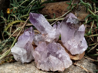 Natural Jacaranda Amethyst Single Quartz Crystal x 24 From Mumbwa, Zambia - Toprock Gemstones and Minerals