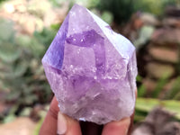 Natural Jacaranda Amethyst Single Quartz Crystals x 12 From Mumbwa, Zambia - Toprock Gemstones and Minerals