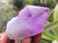 Natural Jacaranda Amethyst Single Quartz Crystals x 12 From Mumbwa, Zambia - Toprock Gemstones and Minerals